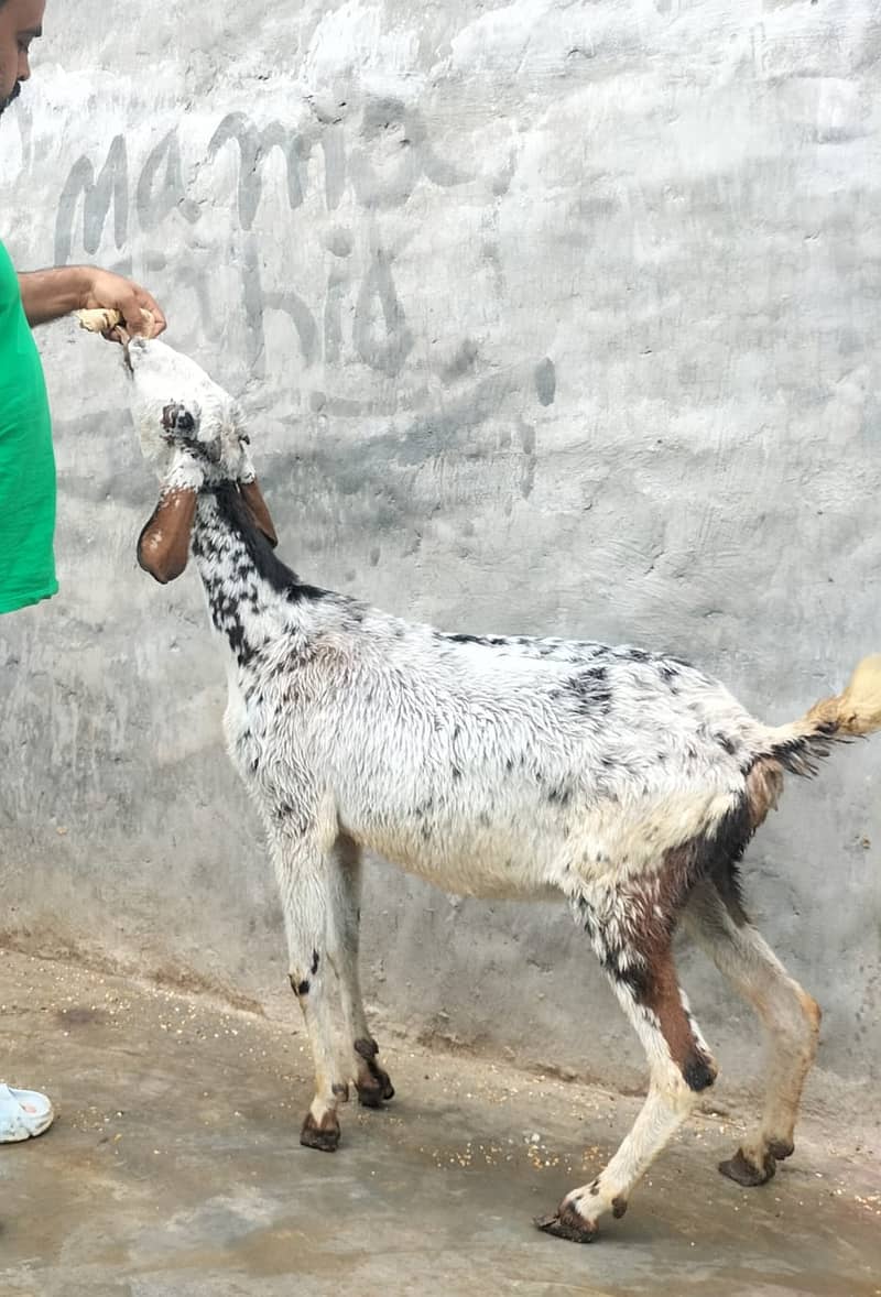 Goat / Bakri / Ghaban  / بکری / Healthy Goats / Desi / Tedi / Black 19