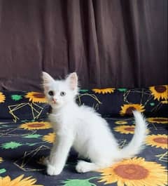 Persian cat