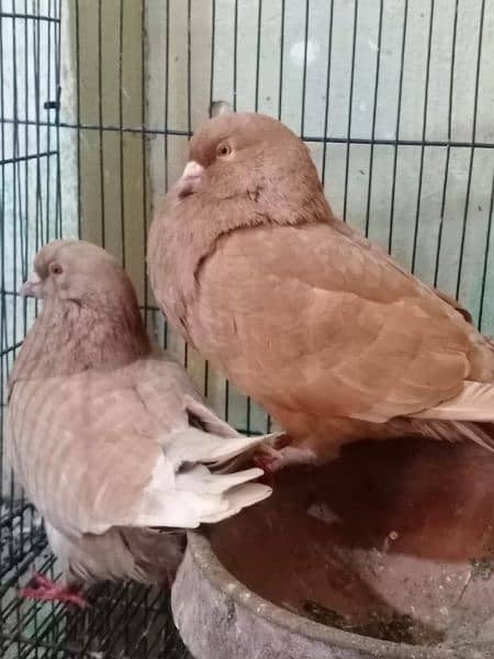 king size Pigeon for sale 1