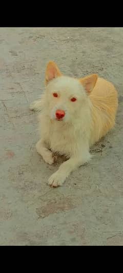 German Spitz breed or Russian