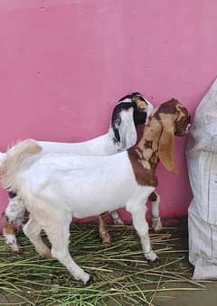 I am selling my goats pair, 5 month age