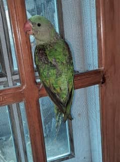 Raw parrot