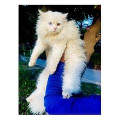 Persian hamalian british punch face piki face cat's and kitten's