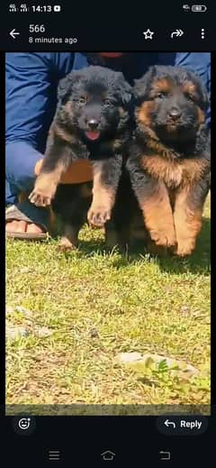 German shepherd long coat puppie pair available for sale