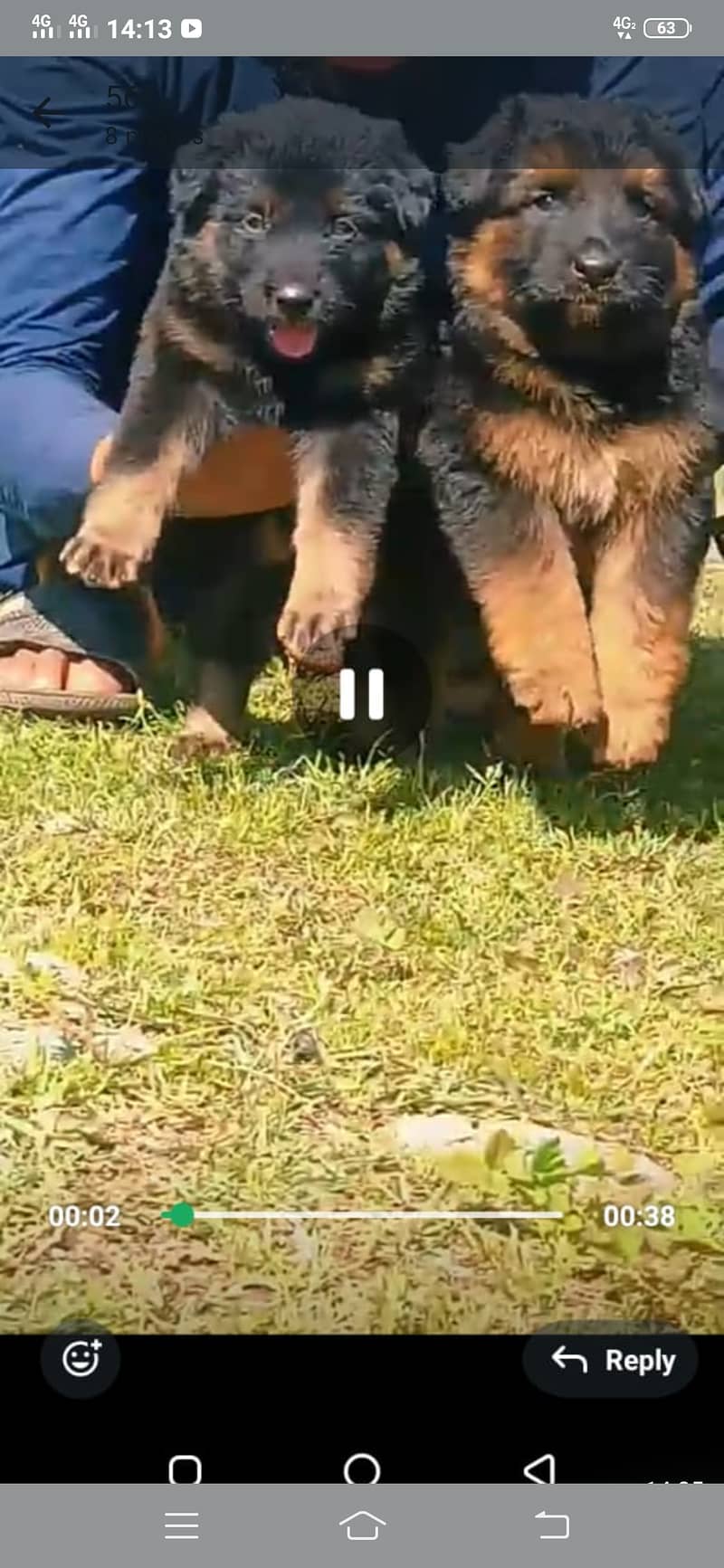 German shepherd long coat puppie pair available for sale 1