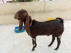 Bakra for sale