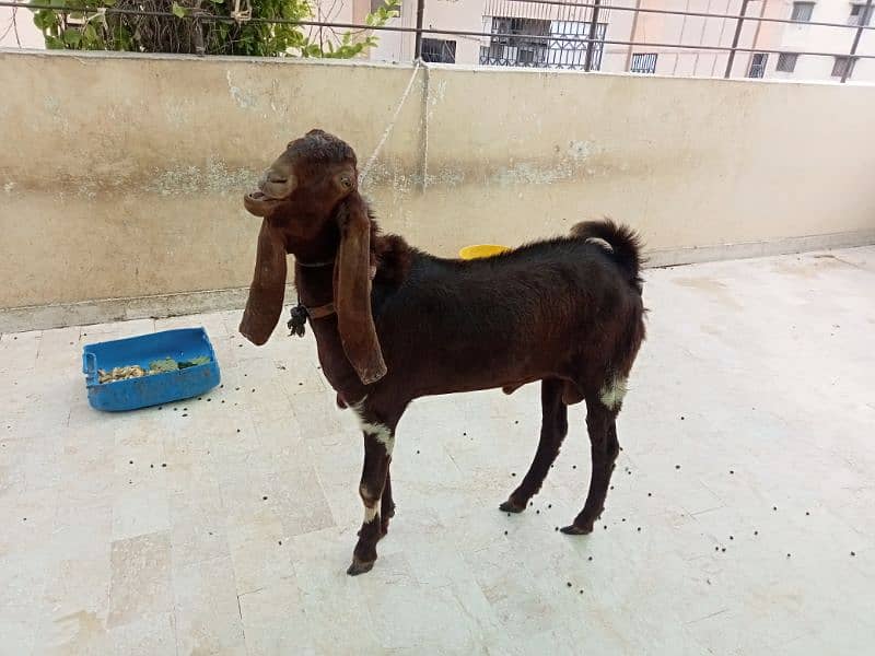 Bakra for sale 1