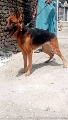 healthy and fully vaccinated. 13months old female German shepherd