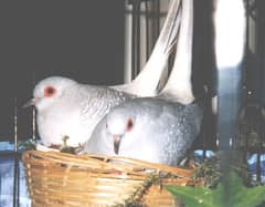 diamond dove breeder pair and some others birds