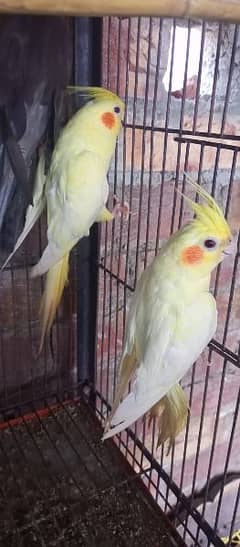 Cockatiel