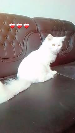 beautiful cat and lovely hair