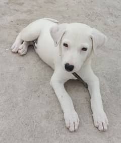 Gultair Dog for sale Rawalpindi