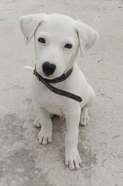 Gultair Dog for sale Rawalpindi