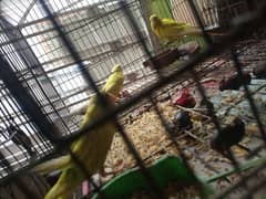 parrots pair of cocktail and 3 family of Australian for sale