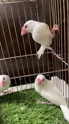 java red eye and lovebirds breeder pairs available with dna