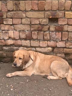 American Labrador Female fully vaccinated dog