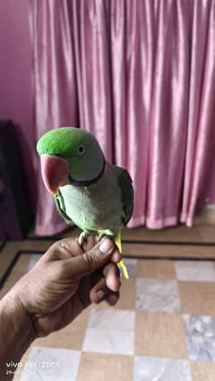 raw parrat male fully tamed and talking never bite