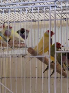 Golden finch breeding fair