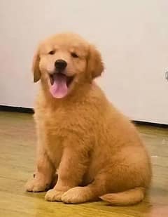 Golden Retriver puppy for sale