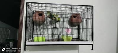 Folding cage with 4 Australian parrots