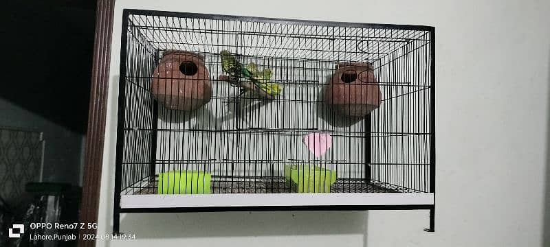 Folding cage with 4 Australian parrots 0