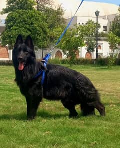 Black german shepherd proper long coat male 11 month age for sale