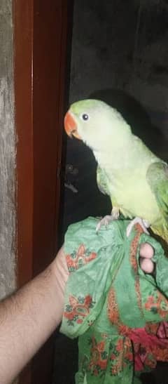 rad parrot for sale ha male ha full and time ha