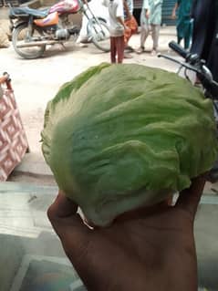 Ice Burg Lettuce