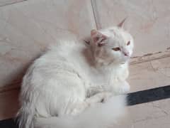 Persian cat/colour cat/Age cat