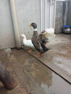 Duck pair