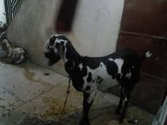 shaiwal pure breed