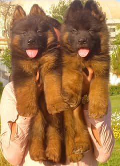 German Shepherd long coat pupies for sale