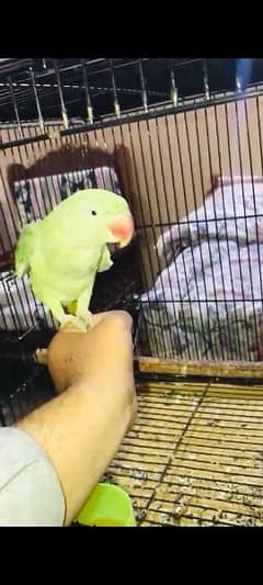 raw parrot tame