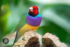 gouldian finch male