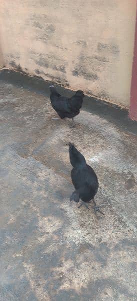 Ayamcemani 3