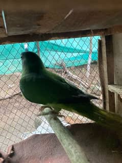 parrot for seal pata ni kon si nasal hn