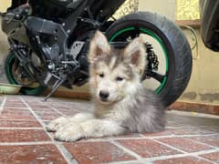 Husky