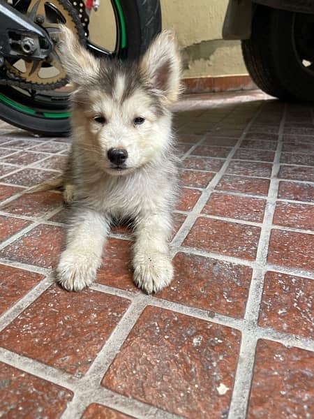 Husky full coated Male 1