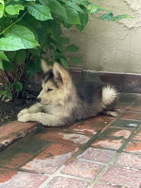 Husky full coated Male 6