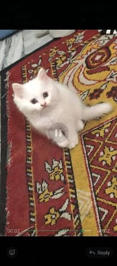 persian