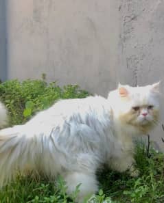 Persian Male Cat and  kitten for sale