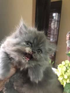 Persian Male Cat and  kitten for sale