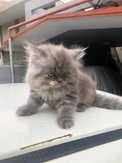 Persian  Female Kitten for sale