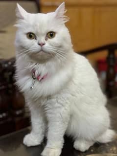 Persian Female Cat