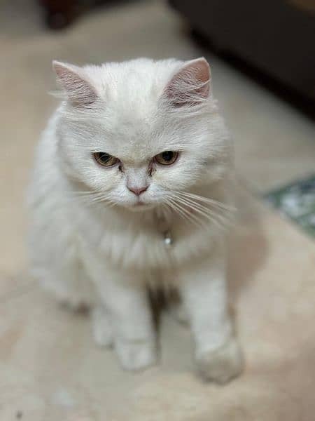 Persian Female Cat 1