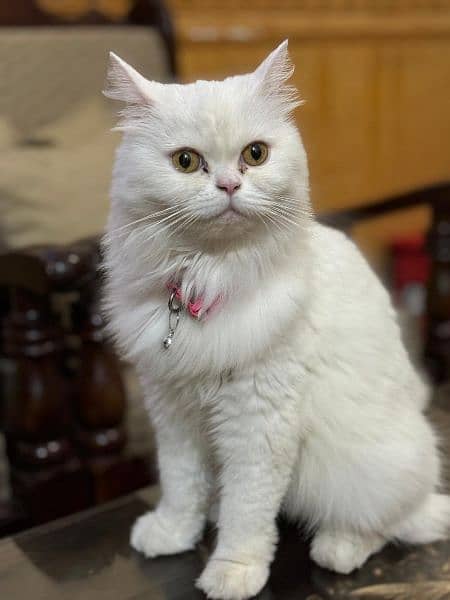 Persian Female Cat 3