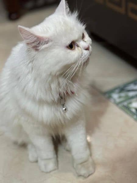 Persian Female Cat 4