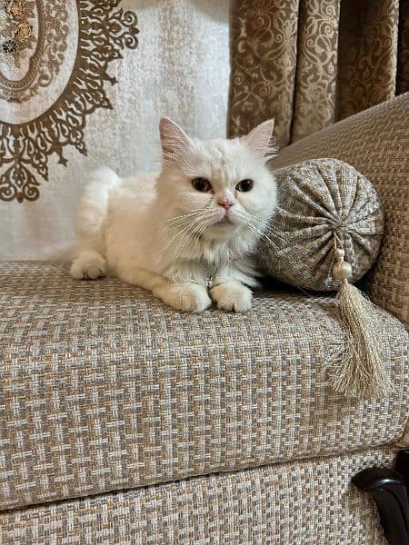 Persian Female Cat 5