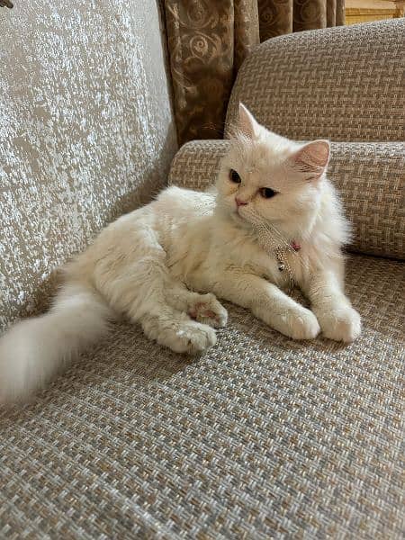 Persian Female Cat 8