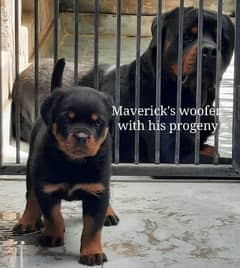 Top Pedigree Rottweiler for crossing